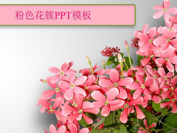 粉色花簇自然PPT模板插图源码资源库