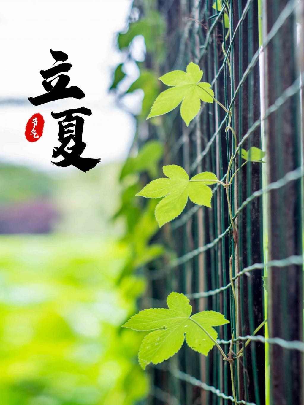 中国传统二十四节气立夏海报插图源码资源库