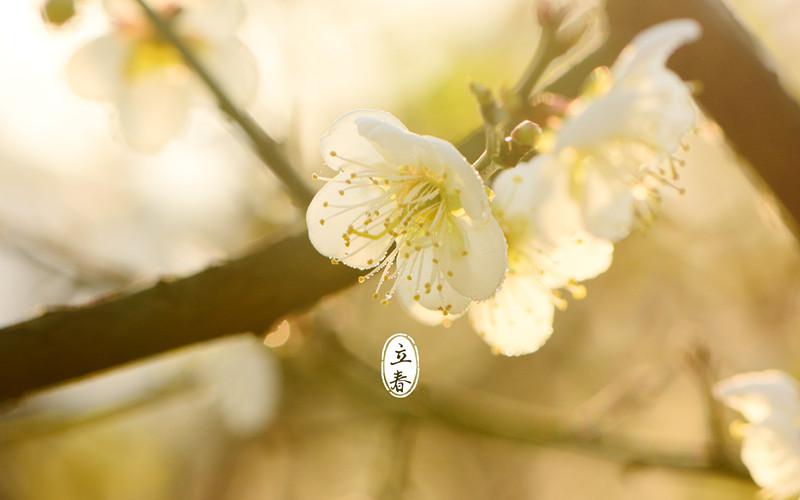 立春盛开的梅花插图源码资源库