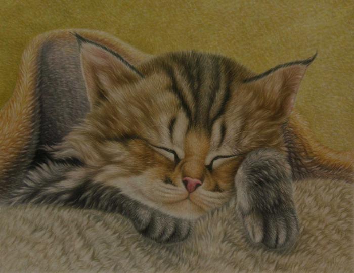 睡觉的猫咪工笔画动物图片插图源码资源库