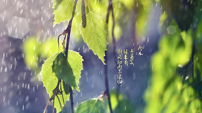 雨水时节的绿叶图片插图源码资源库