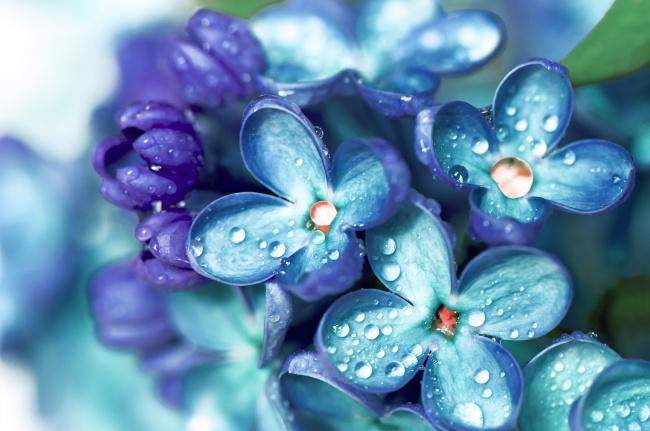 唯美蓝紫色花朵水珠图片插图源码资源库