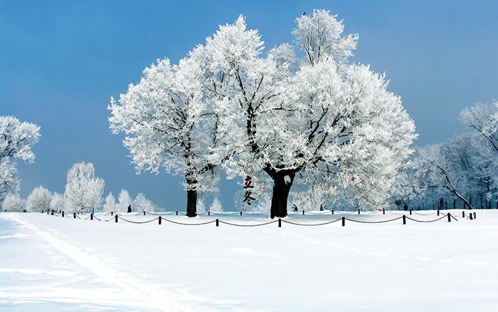 立冬的雪松图片插图源码资源库