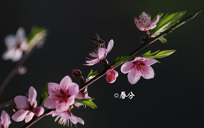 二十四节气之春分图片插图源码资源库