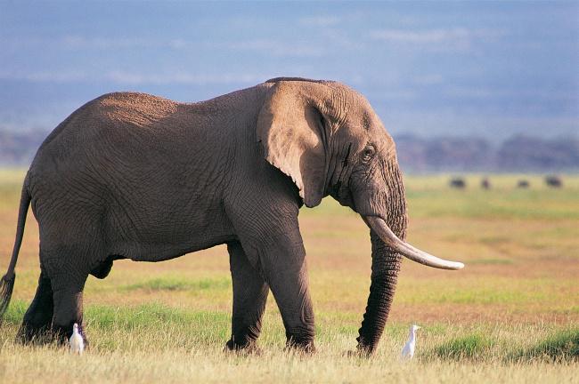 非洲野生大象图片插图源码资源库