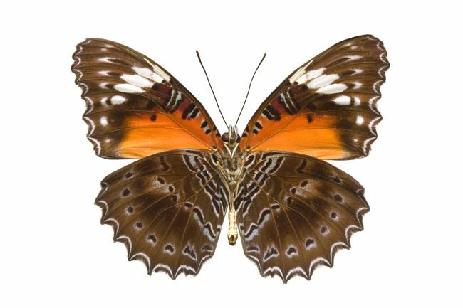 漂亮的蝴蝶图片插图源码资源库