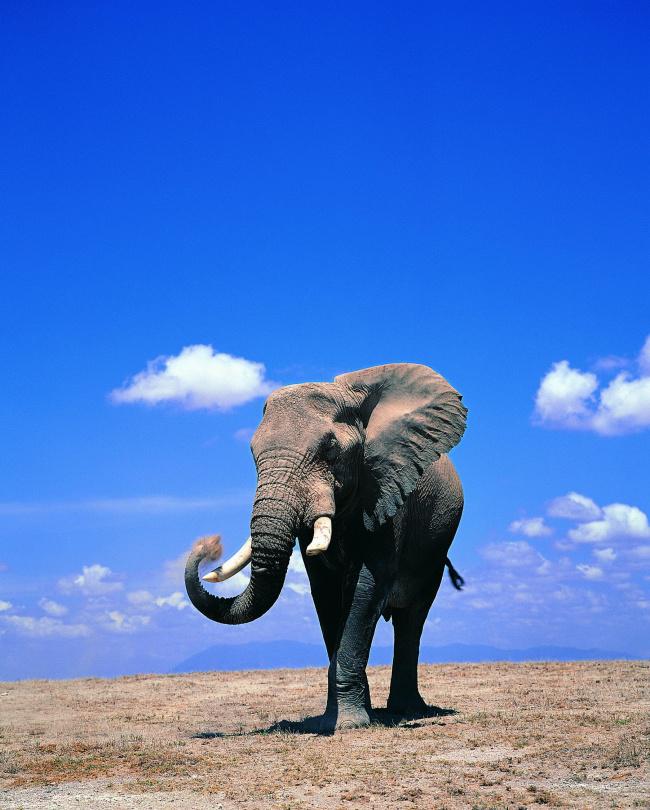 野生非洲大象图片插图