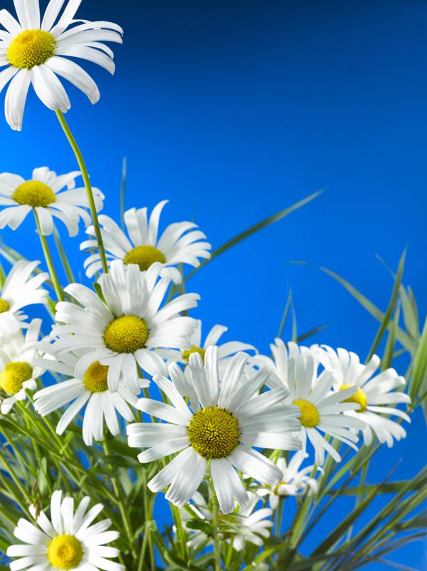 高清白菊花风景图片插图