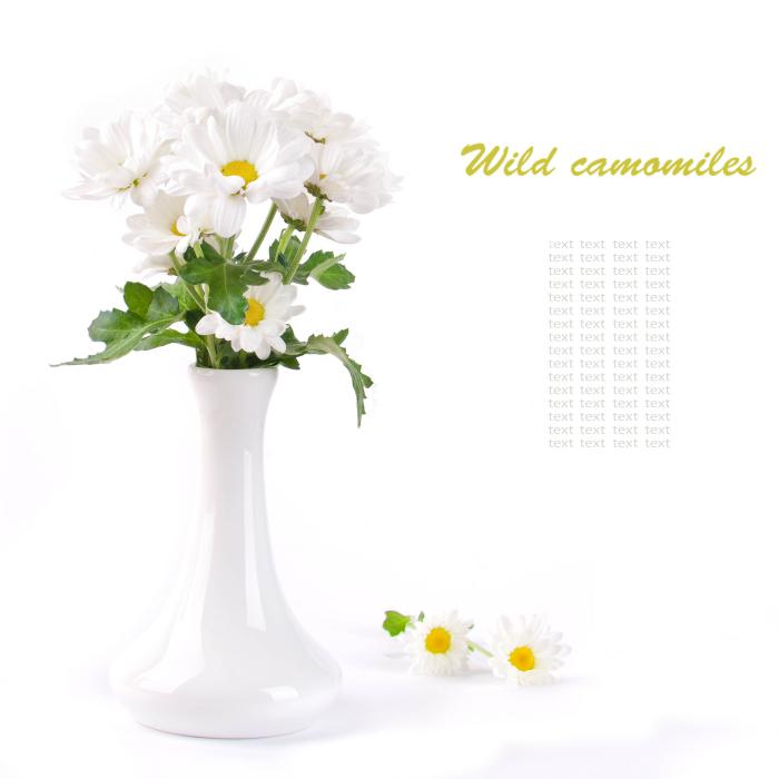 白色菊花花瓶插花图片插图