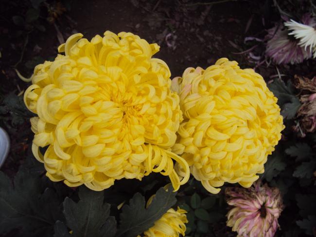 黄色花朵菊花高清图片插图