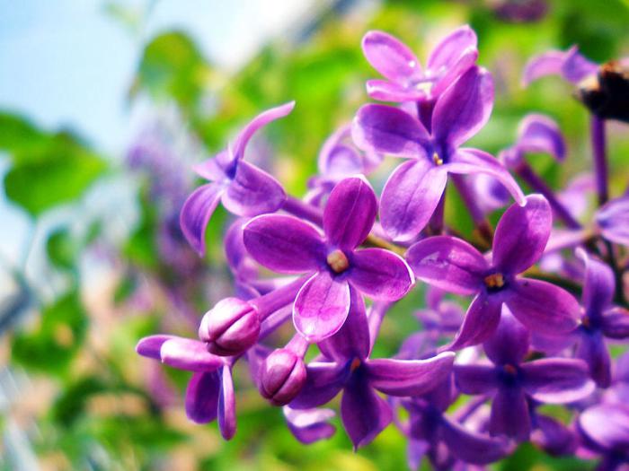 紫色丁香花盛开图片插图