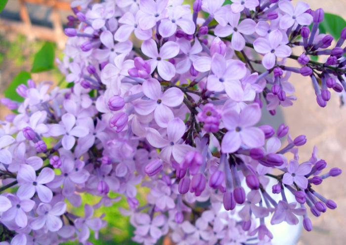 好看的紫色丁香花插图