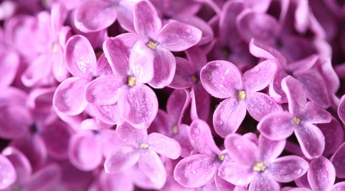 粉紫色丁香花唯美图片插图源码资源库