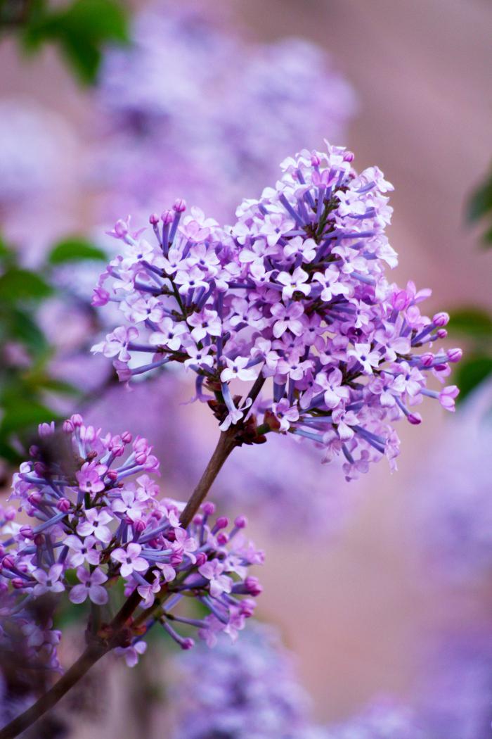 自然花朵紫丁香图片插图