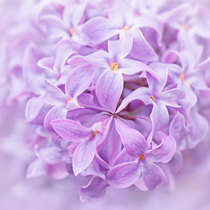 紫丁香唯美图片插图