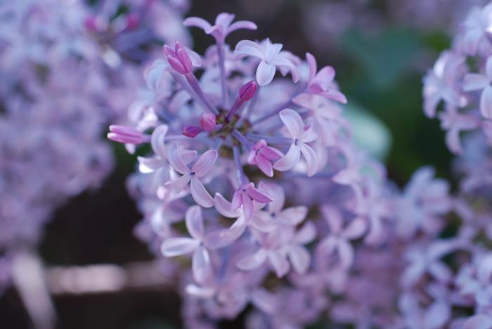 紫色花朵丁香花图片插图源码资源库