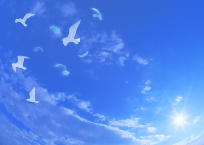 蓝色天空鸽子图片插图
