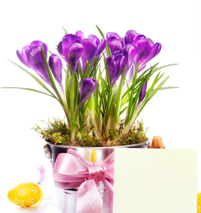 紫色水仙花盆栽图片插图
