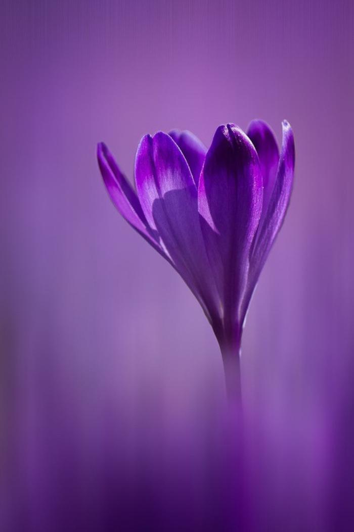 唯美紫色意境水仙花插图