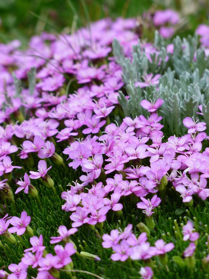 紫色水仙花花丛图片插图