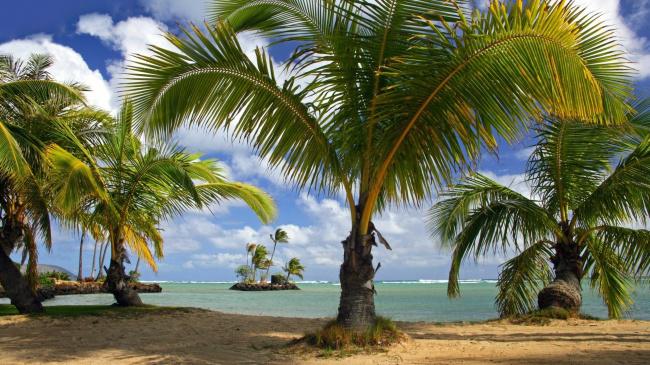海边椰子树图片插图