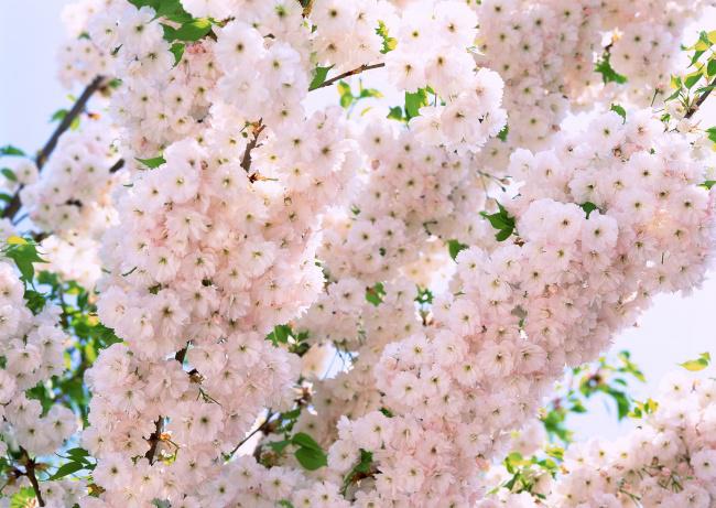 淡雅日本白色樱花图片插图