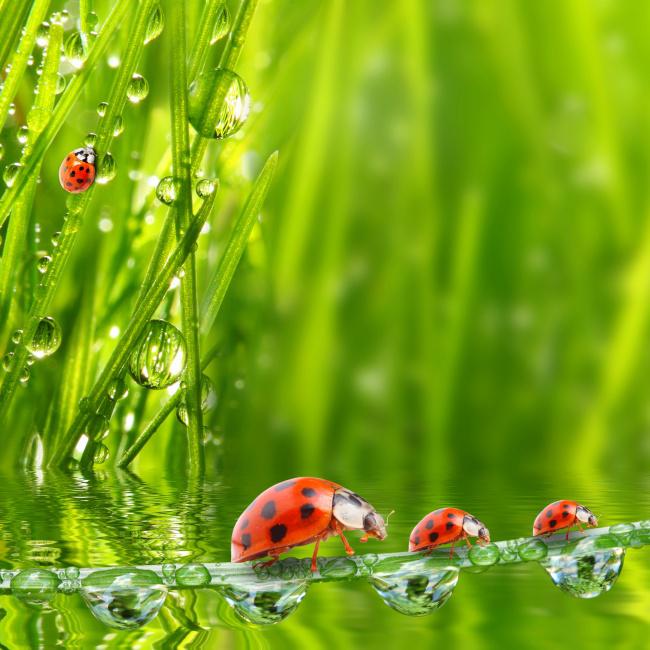 七星瓢虫与草上的水珠图片插图