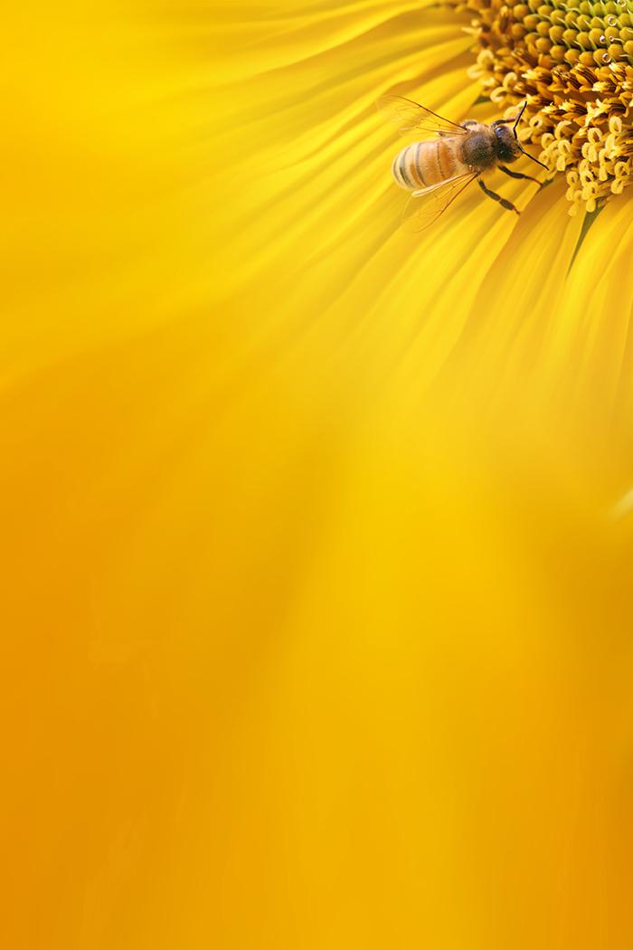 向日葵蜜蜂背景图片插图