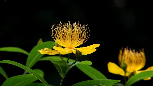 高清黄色海棠花插图