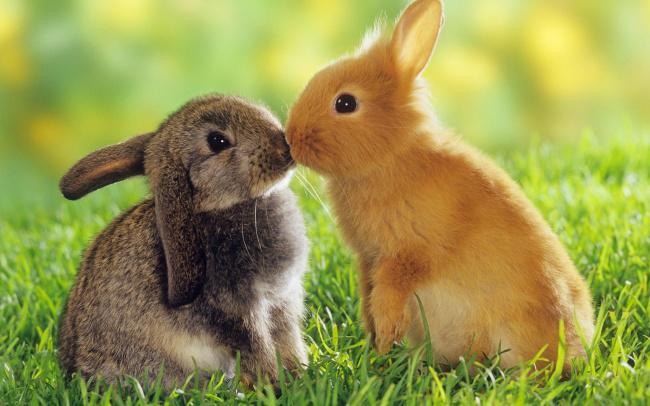草地上两只兔子亲吻图片插图