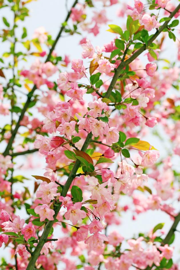 粉色海棠花摄影图片插图
