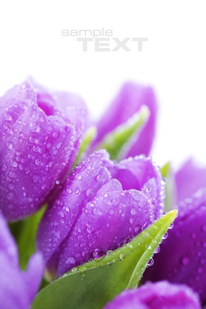 高清紫色郁金香图片插图