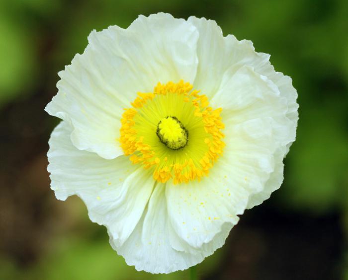 美丽的白色罂粟花