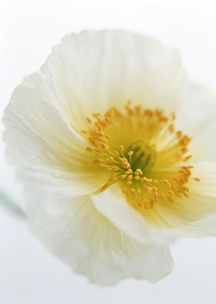 盛开的白罂粟插图